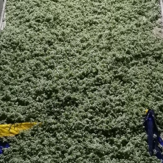 梁山县韭菜花