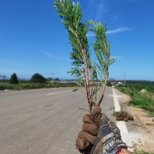 赞皇县沙地柏