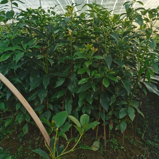 藤县八角树苗 2年直升杯苗