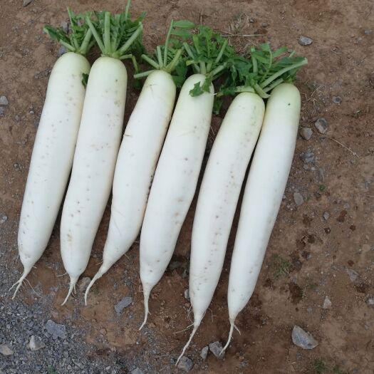 鲁甸县高原绿色蔬菜种植基地