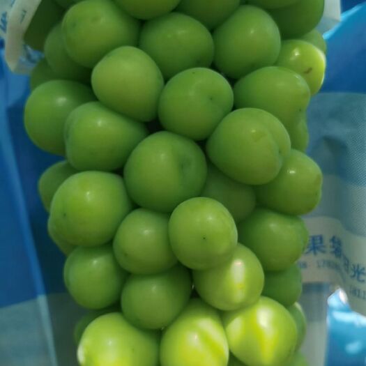 西昌市精品阳光玫瑰欢迎咨询订购哦