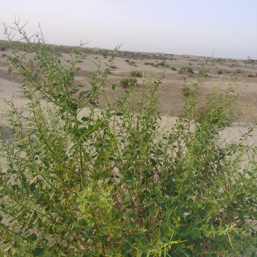 莎车县新疆戈壁滩 特种蜜源 原浆蜂蜜 正宗货源 产地直销