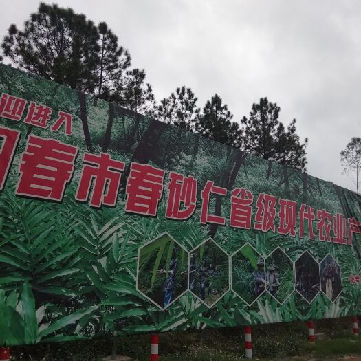 阳春市出售正宗本地阳春特产春砂仁苗.纯正优良品种，成活百份九十以上