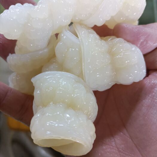 北海鱼肠，鱼肚