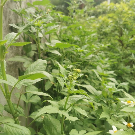 会昌县鬼针草