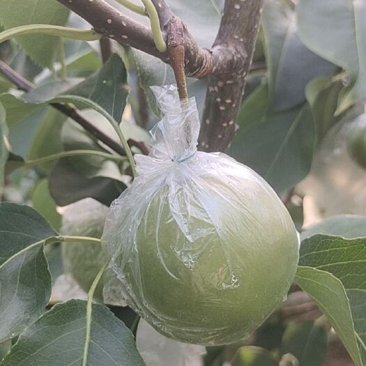 翼城县玉露香梨