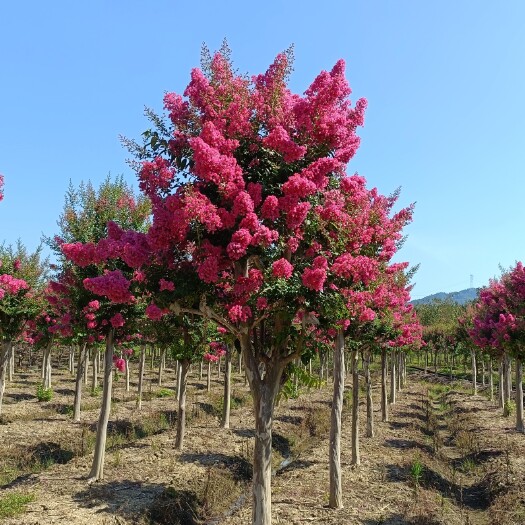 嵊州市红花紫薇大量出售6-20公分