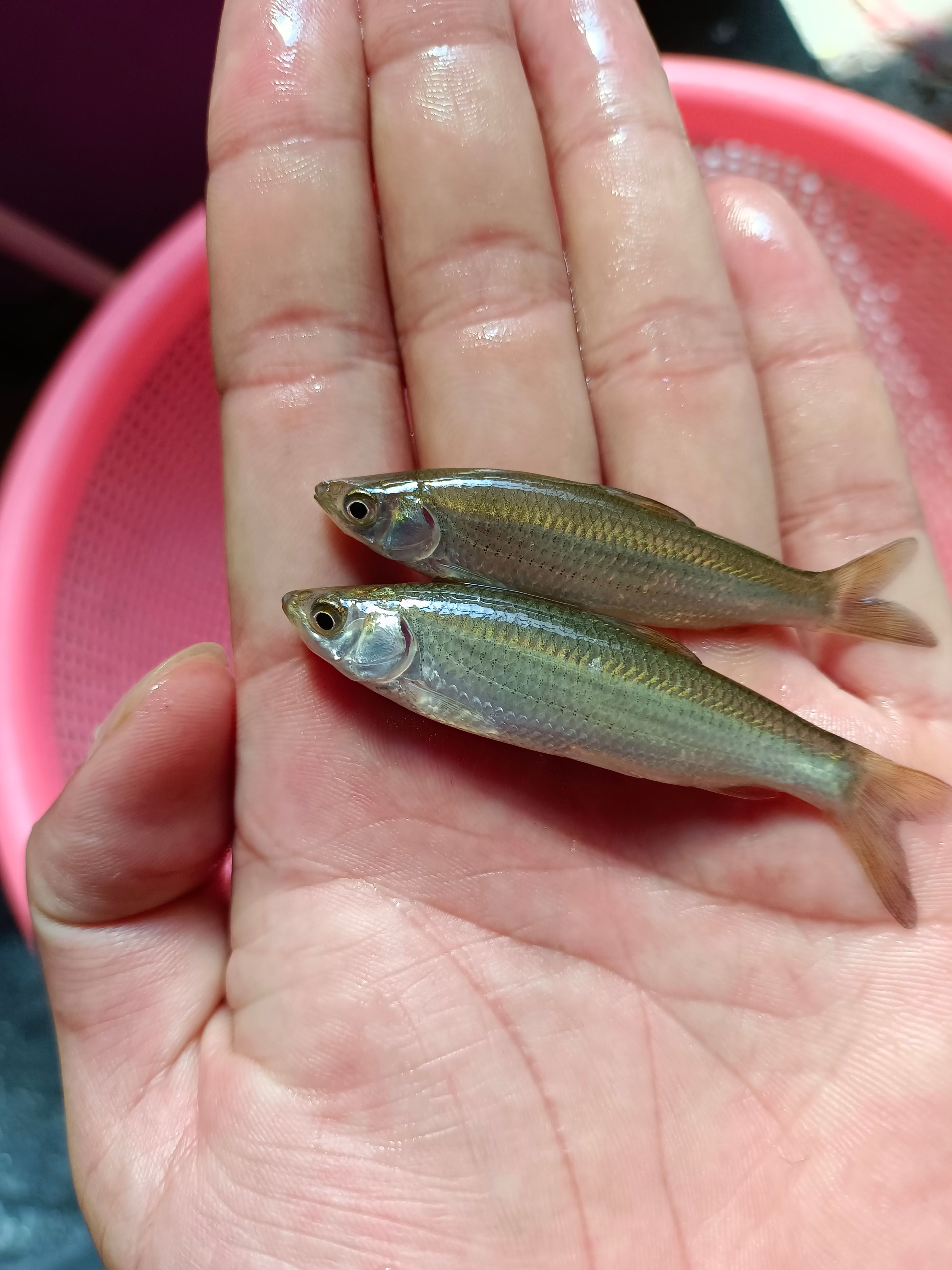 赤眼鳟鱼苗.赤眼鲮鱼苗.场地直销.诚信经营，量大从优，