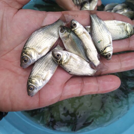 博罗县出售20/30万尾，180/200条一斤的白金鲫鱼苗