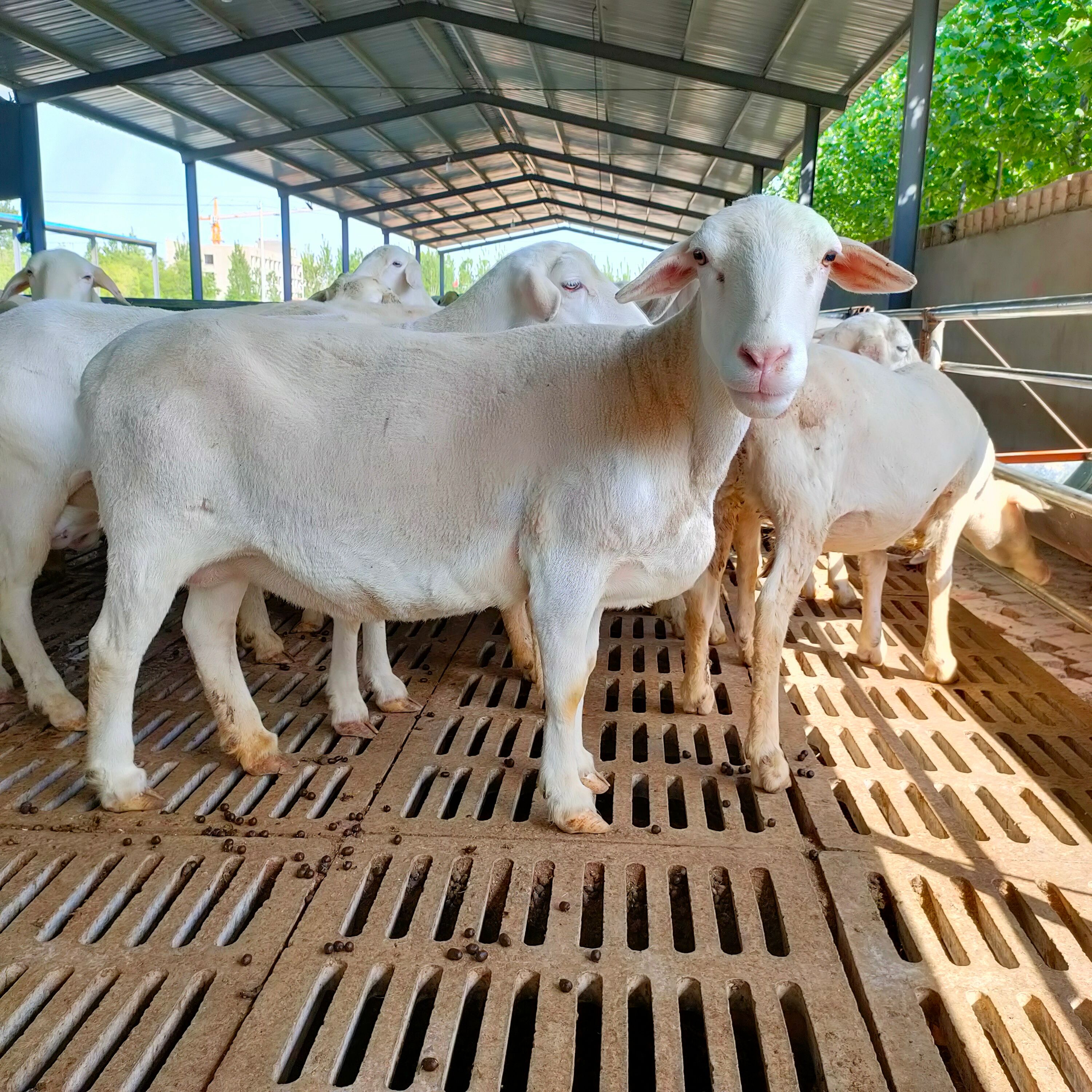 东平县澳洲白绵羊繁殖母羊种公羊小羊苗大量出售