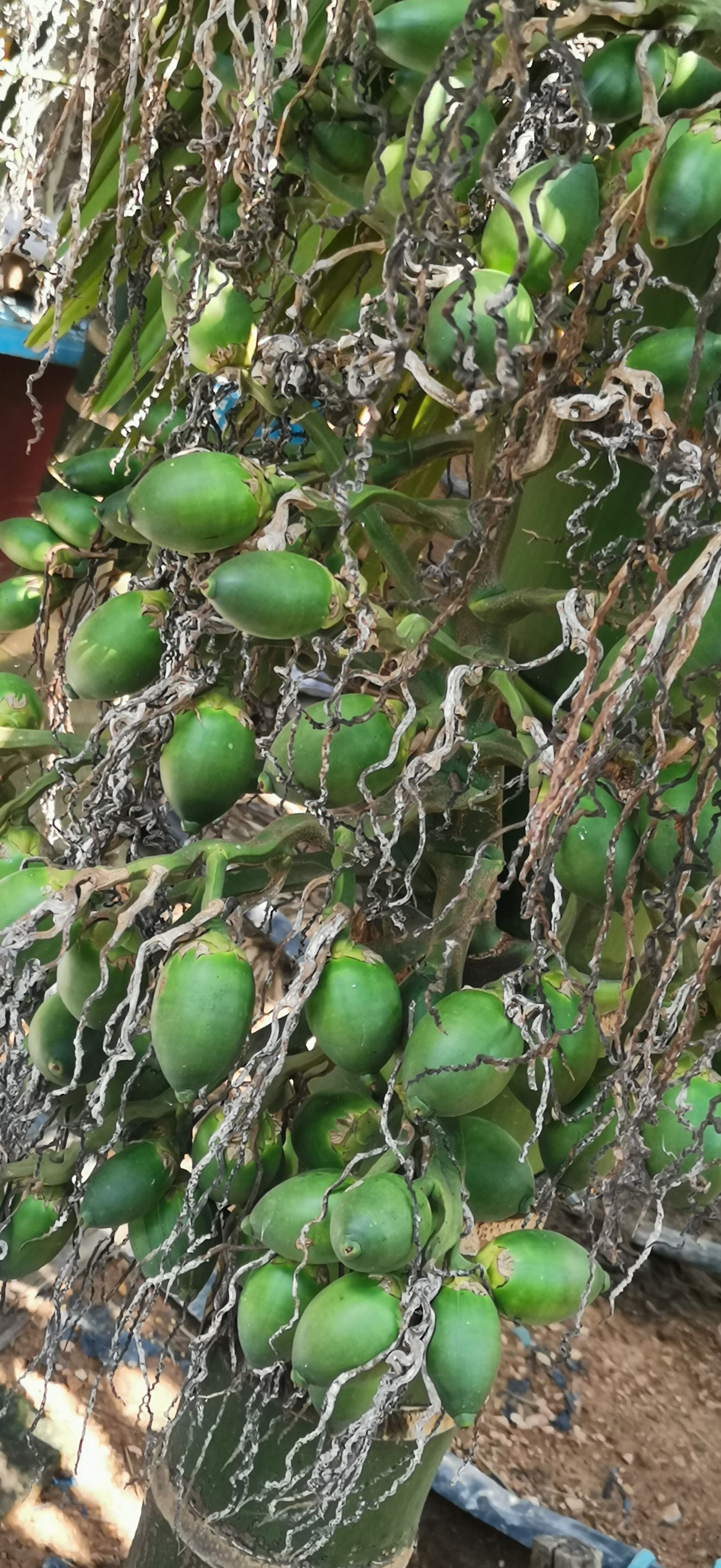 海南新鲜的青果槟榔