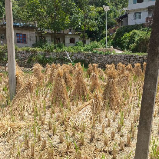 长顺县稻草