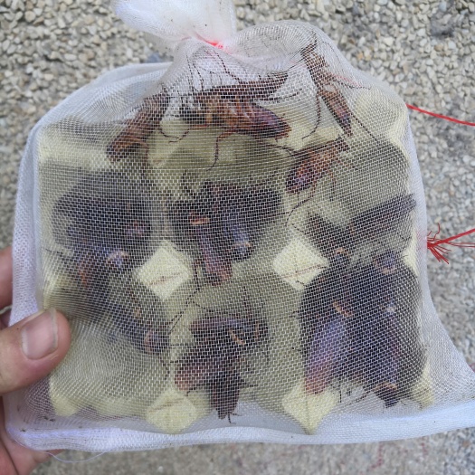 永城市美洲大蠊（蟑螂）养殖，提供活体钓鱼，做宠物饲料，