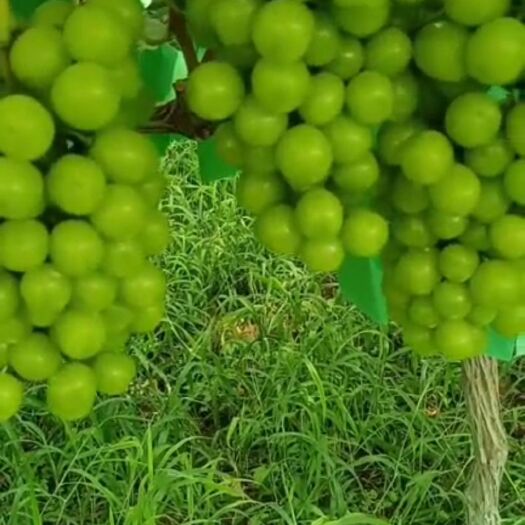 咸阳自家果园阳光玫瑰大量上市，欢迎骚扰