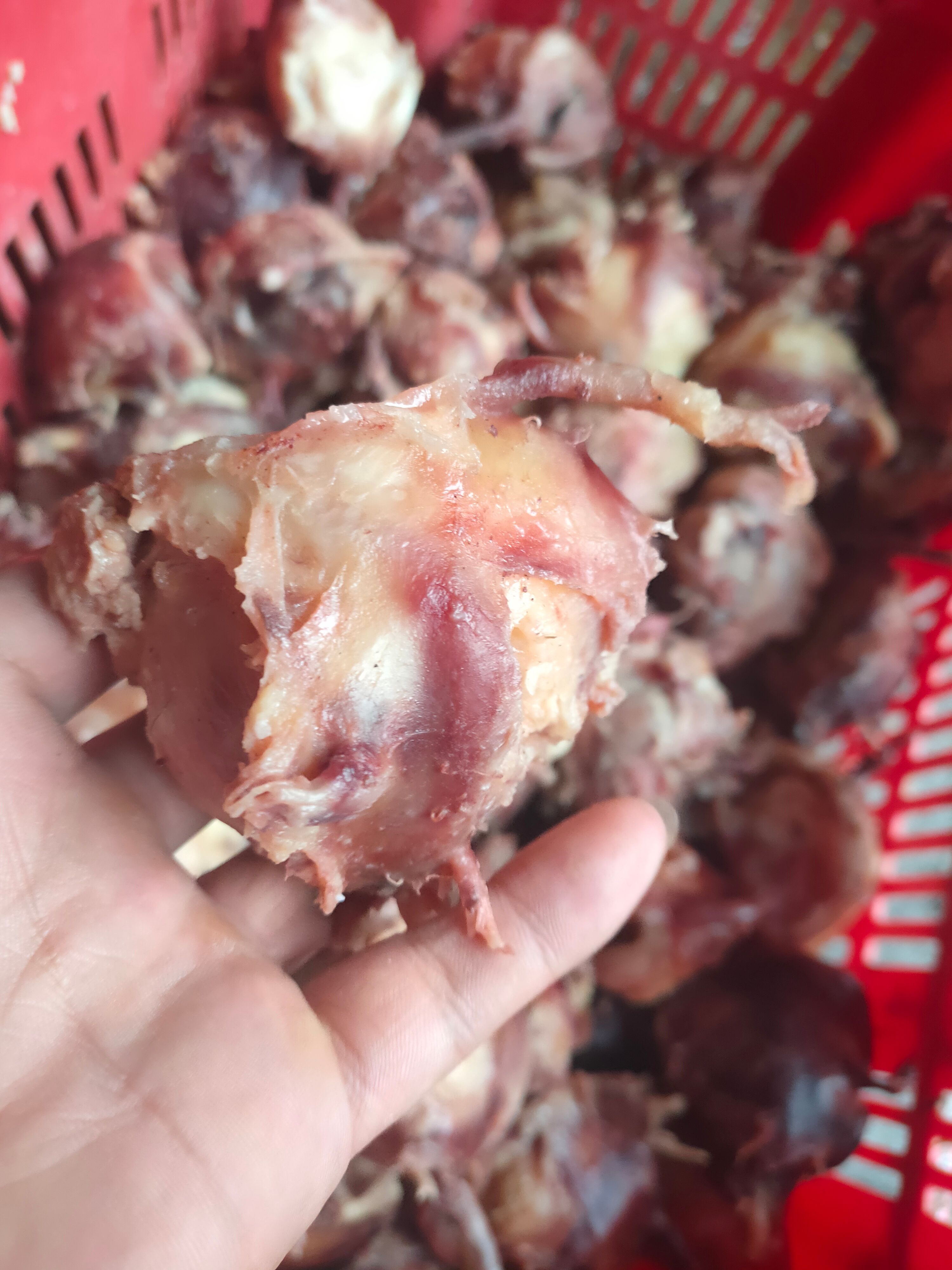 熟牛眼睛干净整洁