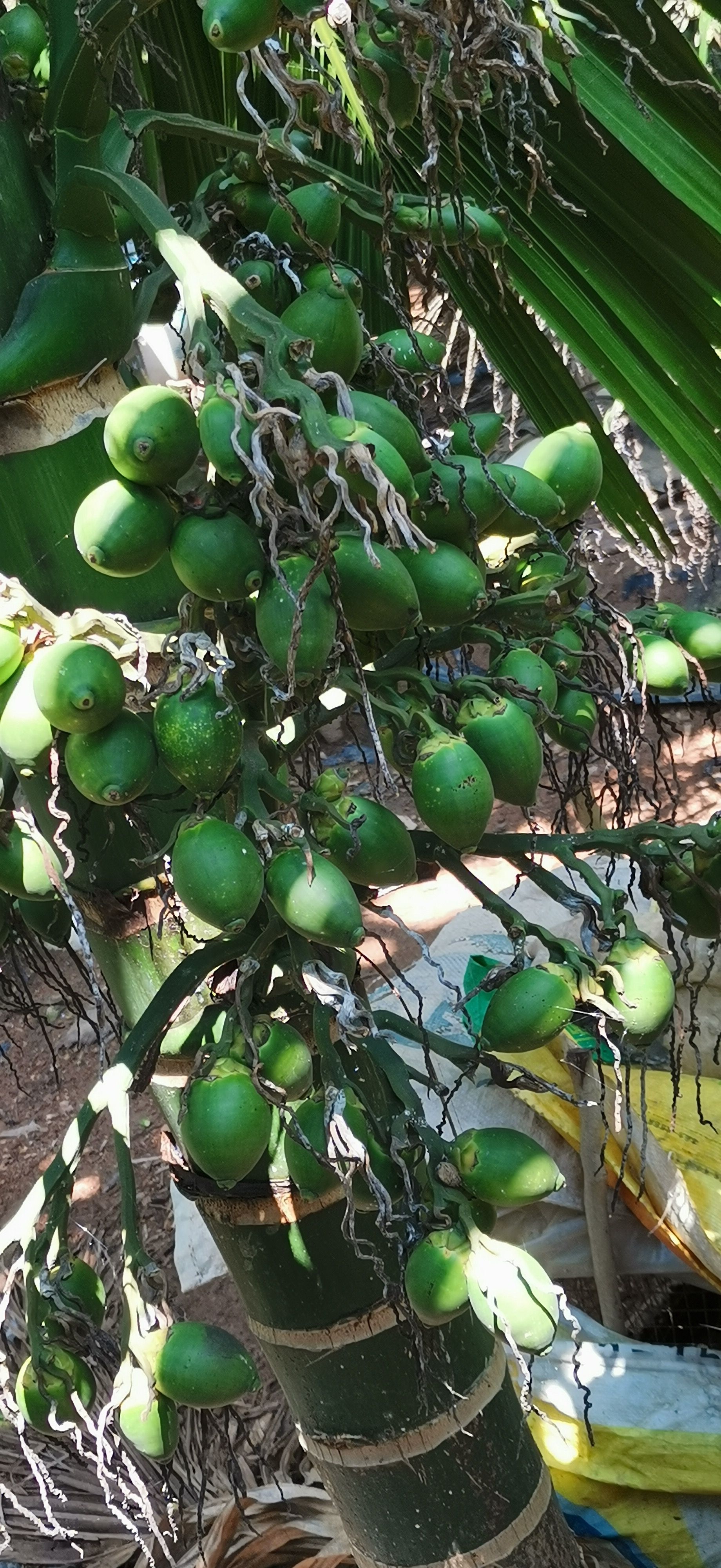 海南新鲜的青果槟榔
