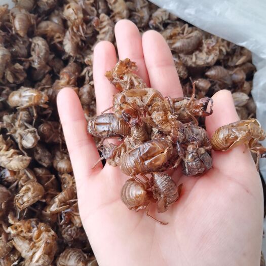 略阳县蝉蜕