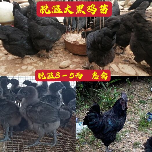 南宁脱温3－5两大黑鸡五黑鸡，健康活跃群体，抗体强好养活