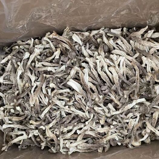 古田县福建产地直销 切跟鹿茸菇干货脆脆菇各种品质齐全