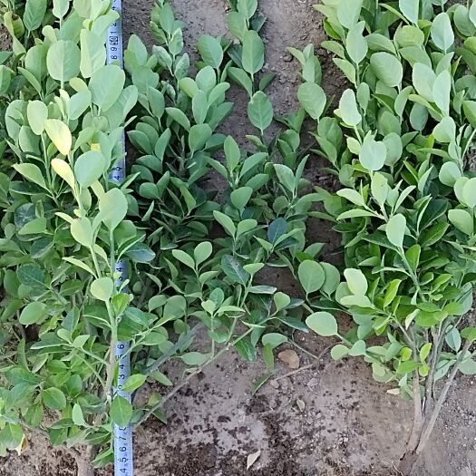 石家庄颜色深绿，冠幅大，枝叶茂盛，是你小区绿化做绿篱的第一产品