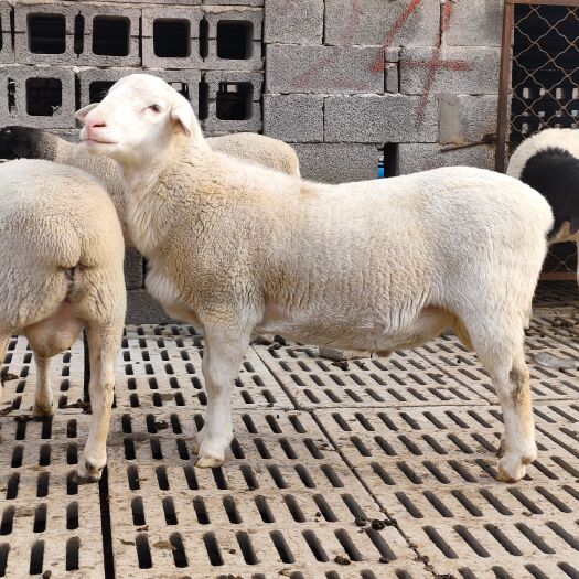 澳洲白一胎产几只羔子澳洲白绵羊利润怎样