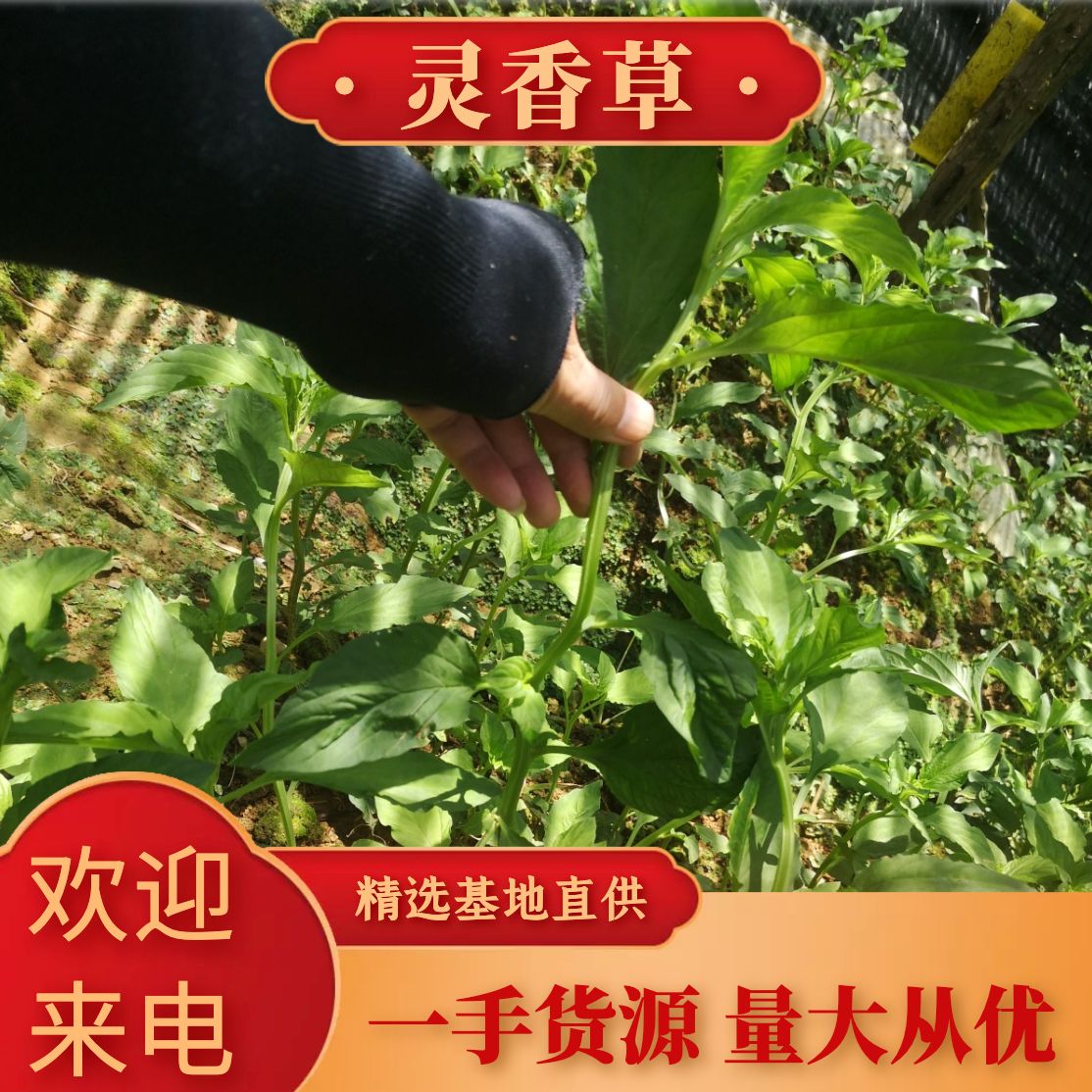 马关县【精品】灵香草种植，基地直供，量大从优，一手货源。