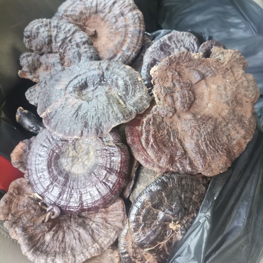 富宁县黑灵芝