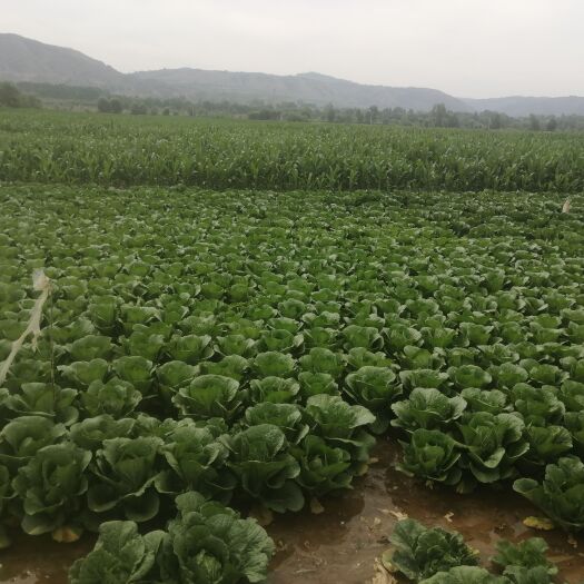 临洮县黄心大白菜，娃娃菜