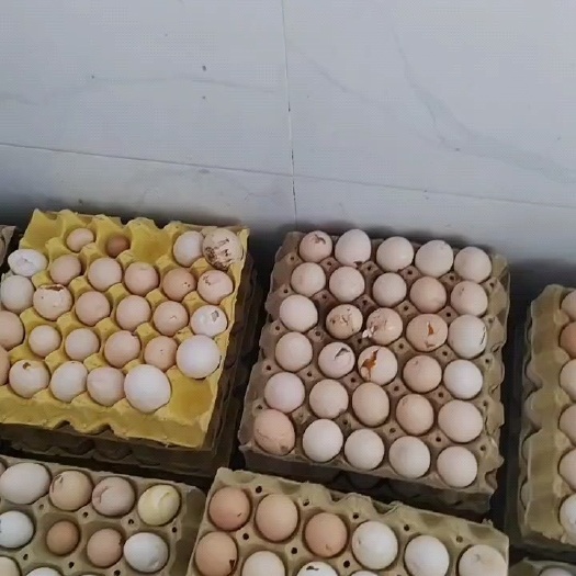 灵寿县食品厂专用新鲜破口鸡蛋