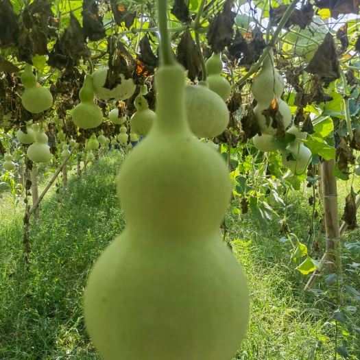 莘县葫芦