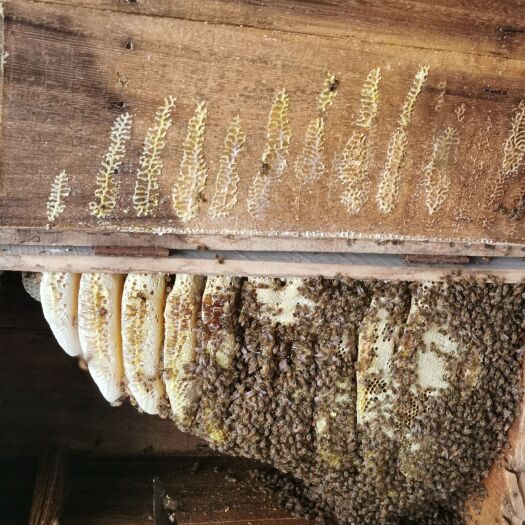 荆门湖北荆山深山农家自养土蜂蜜，一年只割一次，百花蜜，荆条蜜