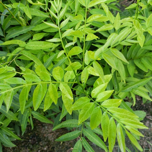 奉新县无患子