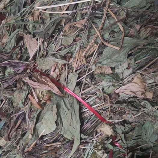 重庆市车前草
