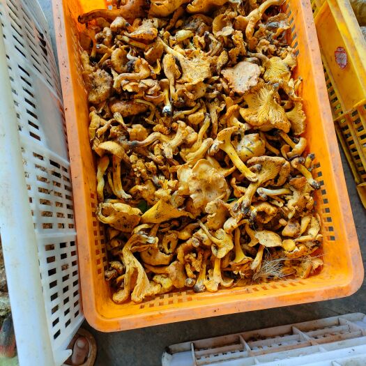 盐源县鸡油菌