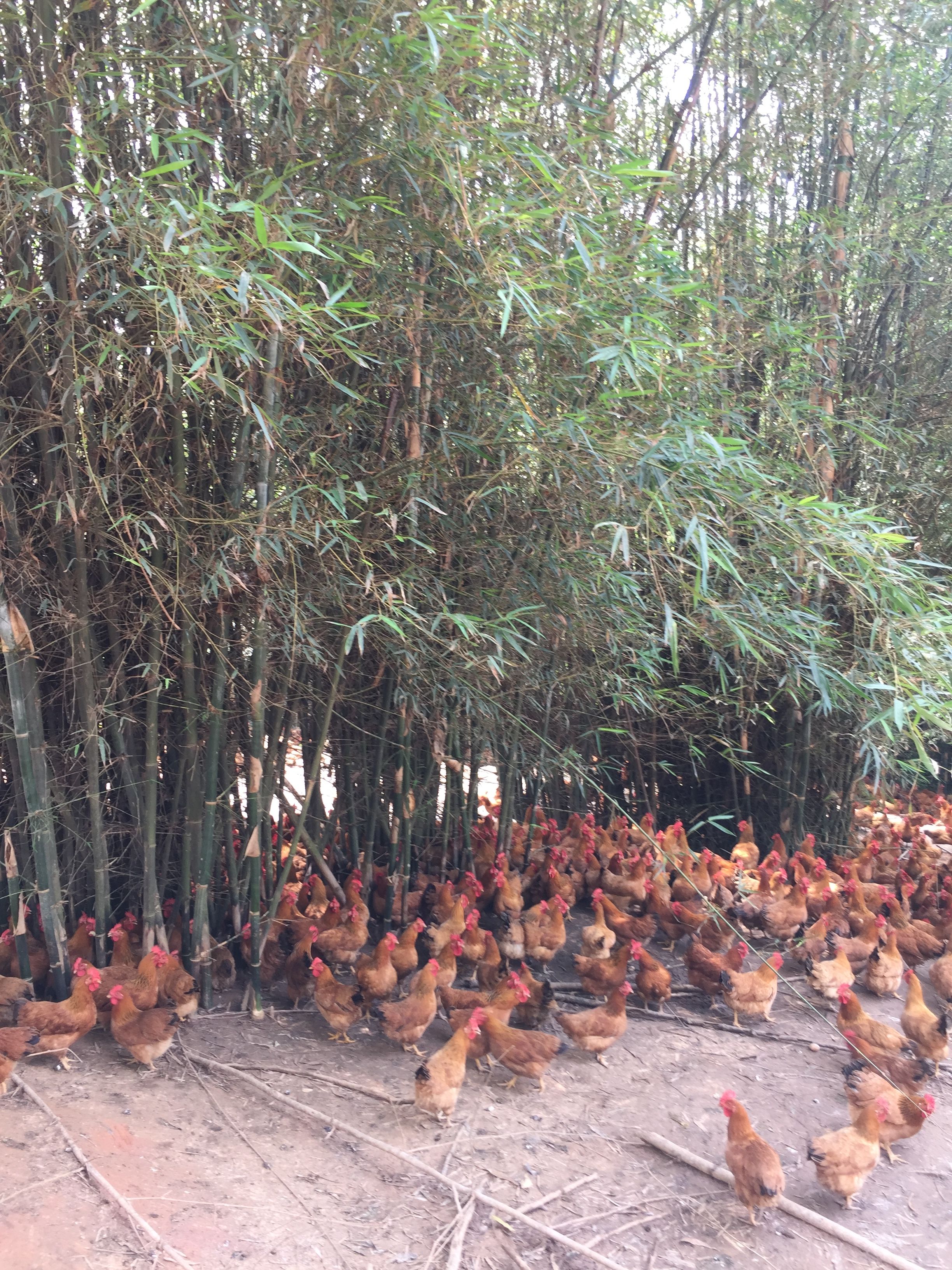 文昌鸡