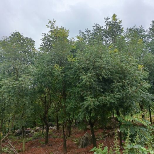 宜良县黄连木