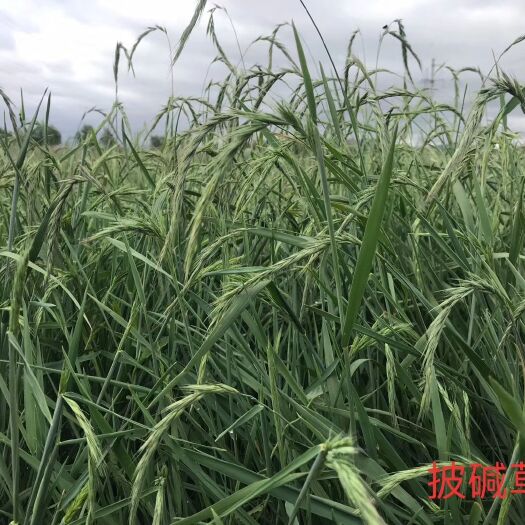 兰州披碱草种子，牧草种子