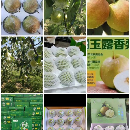 隰县玉露香梨