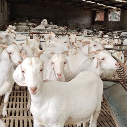 羊美国白山羊投资少返利快养殖创业的选择支持视频选羊免费送货