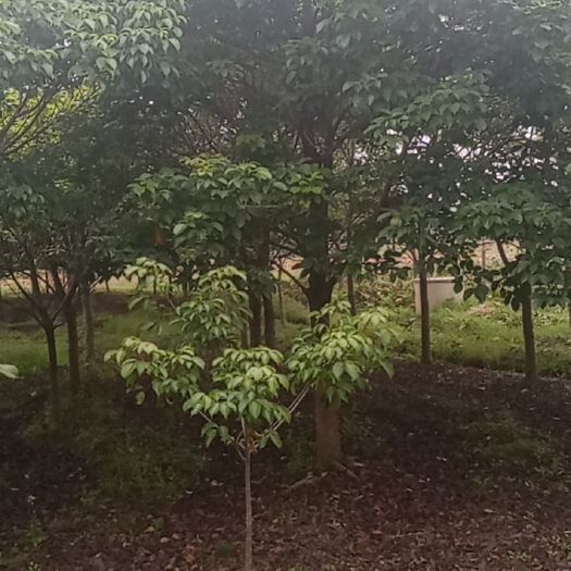 阳春市出售各种规格大小秋枫树，