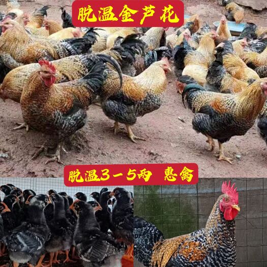 南宁脱温3－5两金芦花鸡苗，健康活跃群体，抗体强好养活