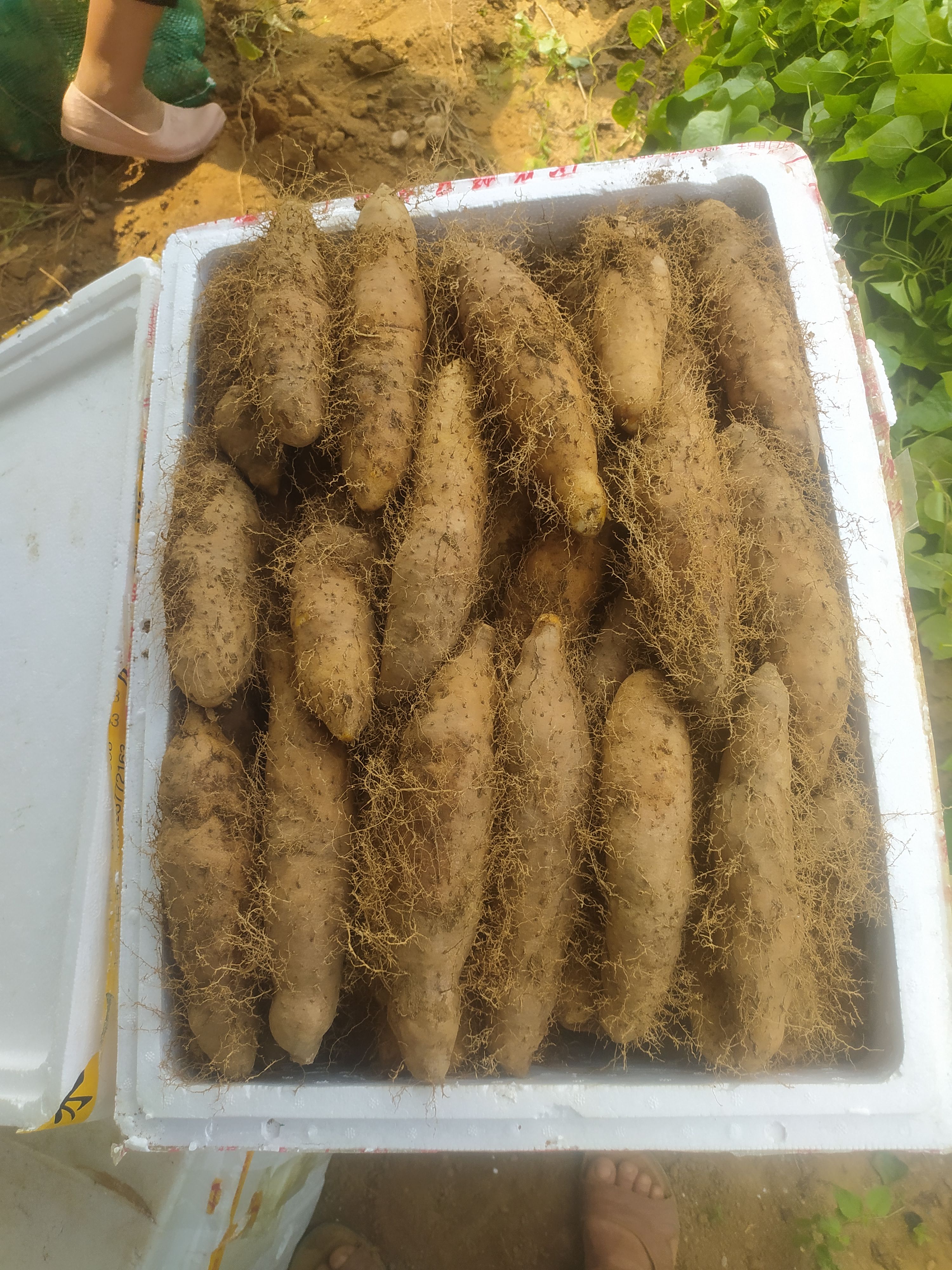 毛薯，又甜又香，个头饱满，边挖边卖，基地直发，量大从优。