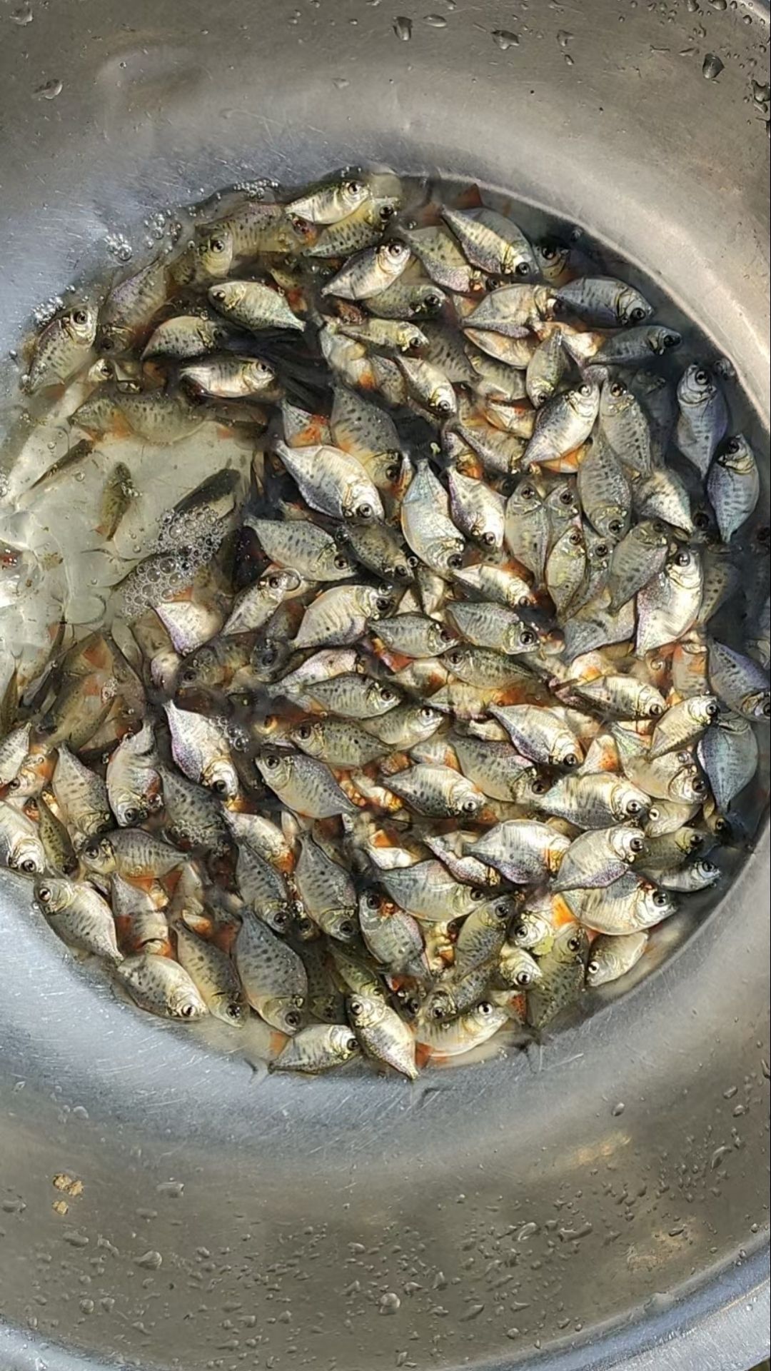 博罗县出售300/400条一斤淡水红鲳鱼苗