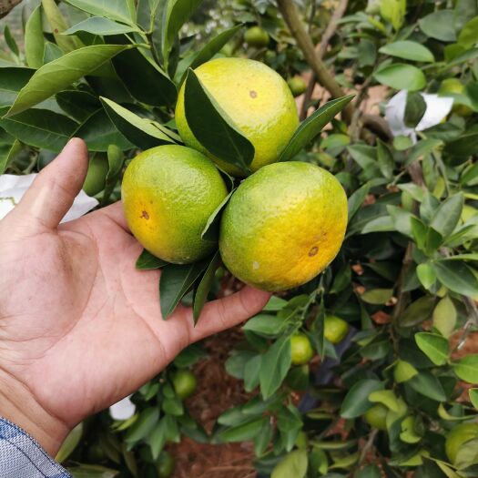 资兴市东江湖蜜桔