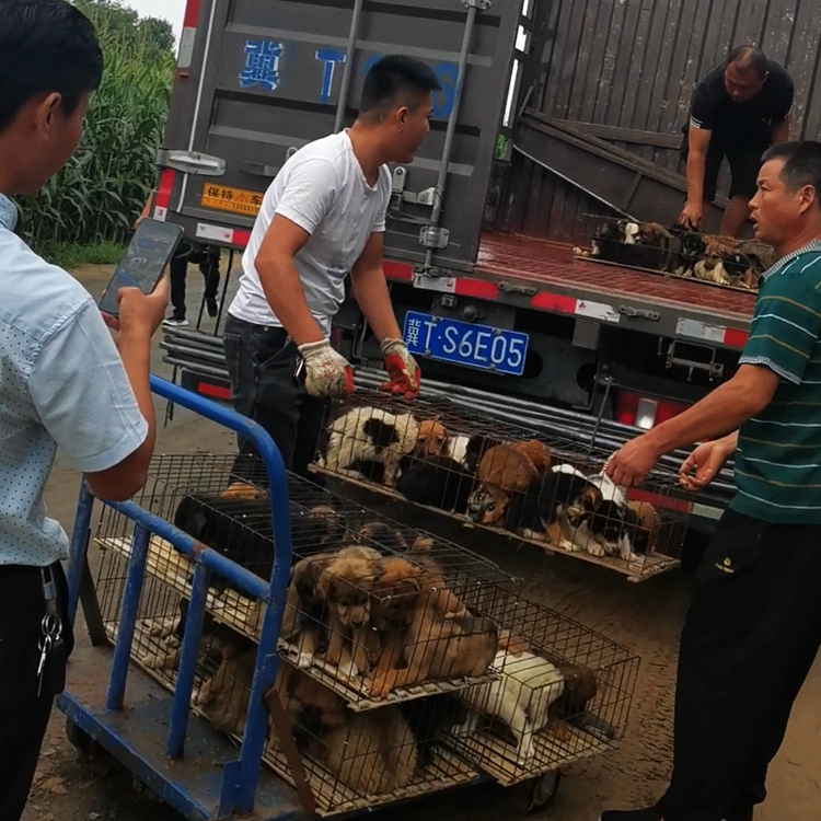 土狗苗养殖繁育基地 大型土狗品种 土狗苗总场