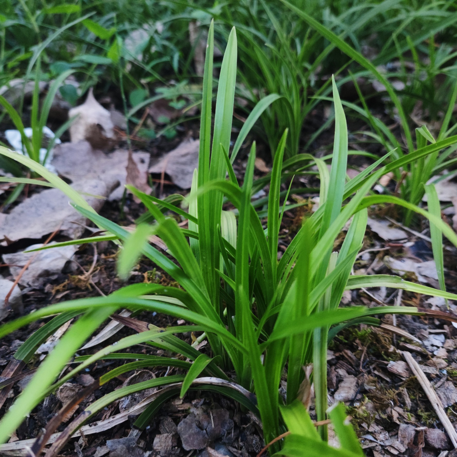 春兰20棵苗起拍绿植花卉兰花苗兰花草盆景邮费一件8块多购优惠