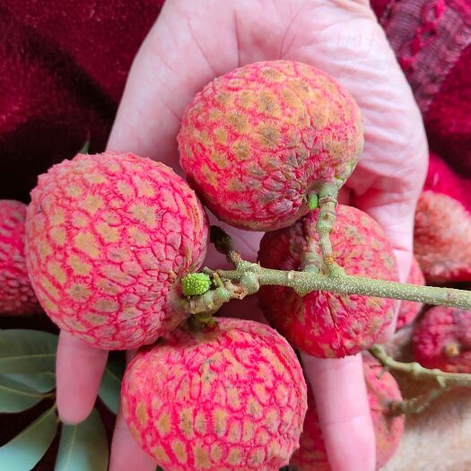 芒市云南晚熟荔枝新鲜秋月荔枝中秋礼品5斤大箱