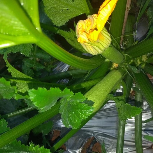 大姚县精品绿皮西葫芦