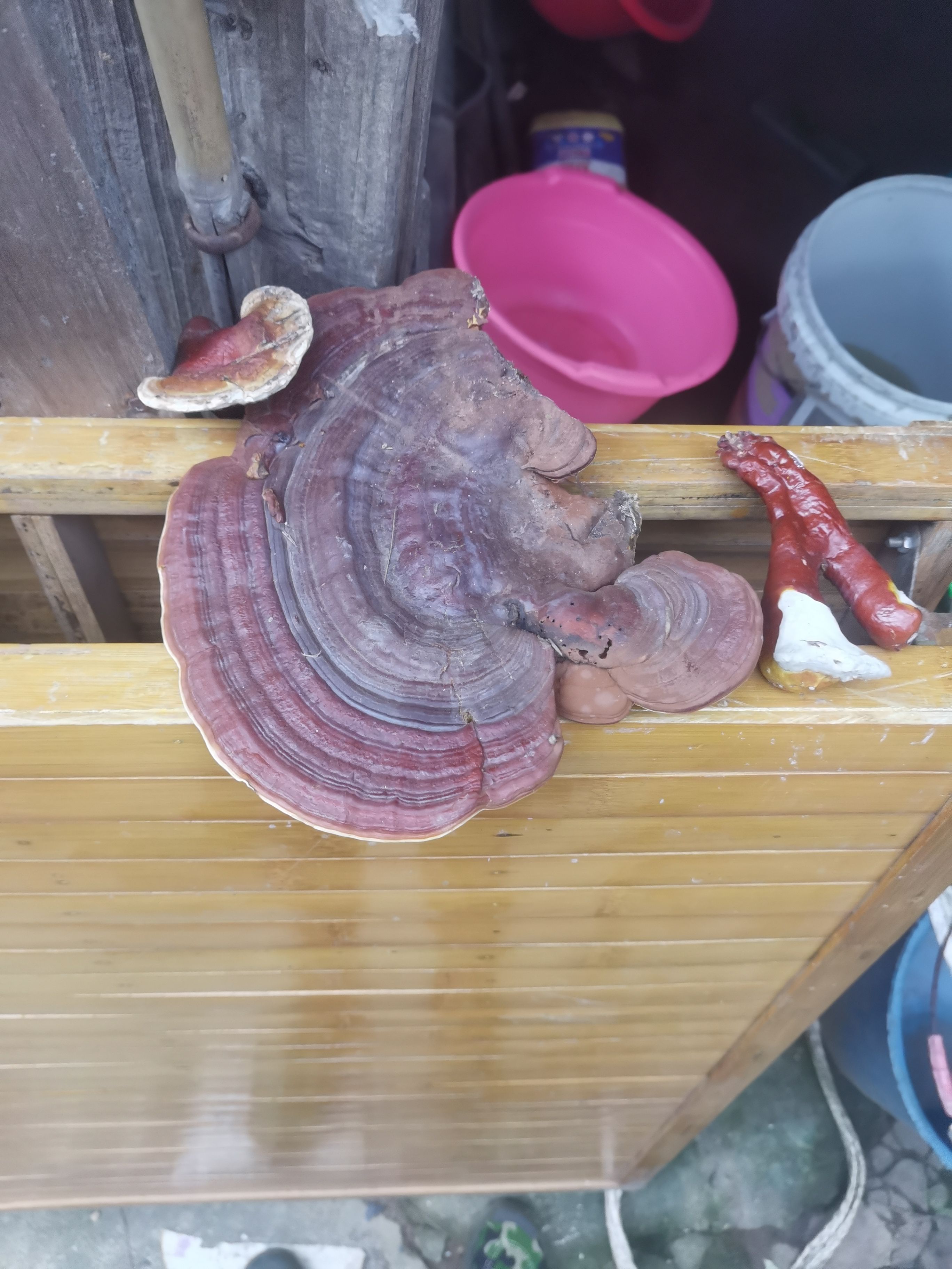 灵芝