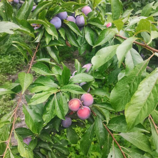 茂县脆红李
